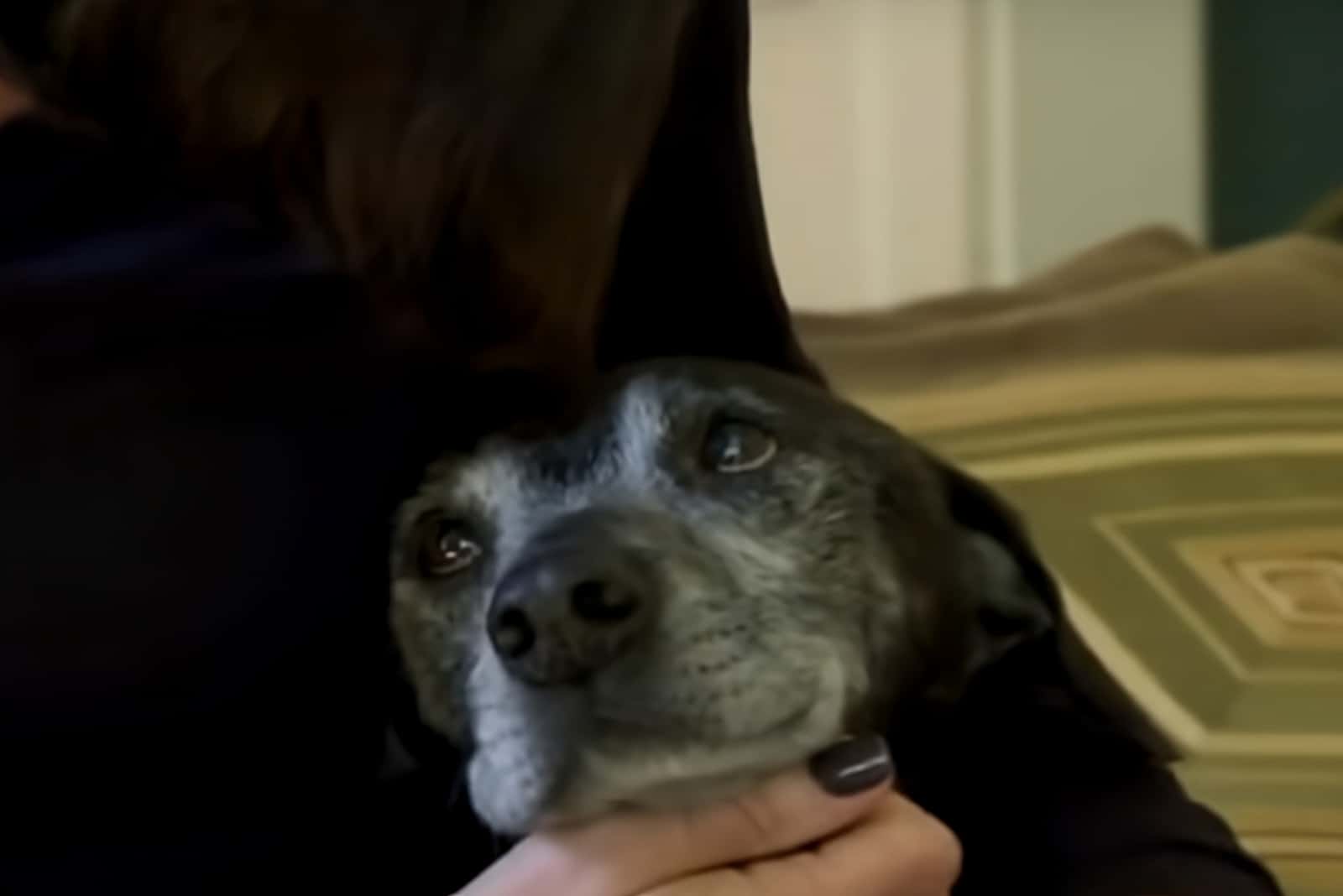 photo of holden and his owner