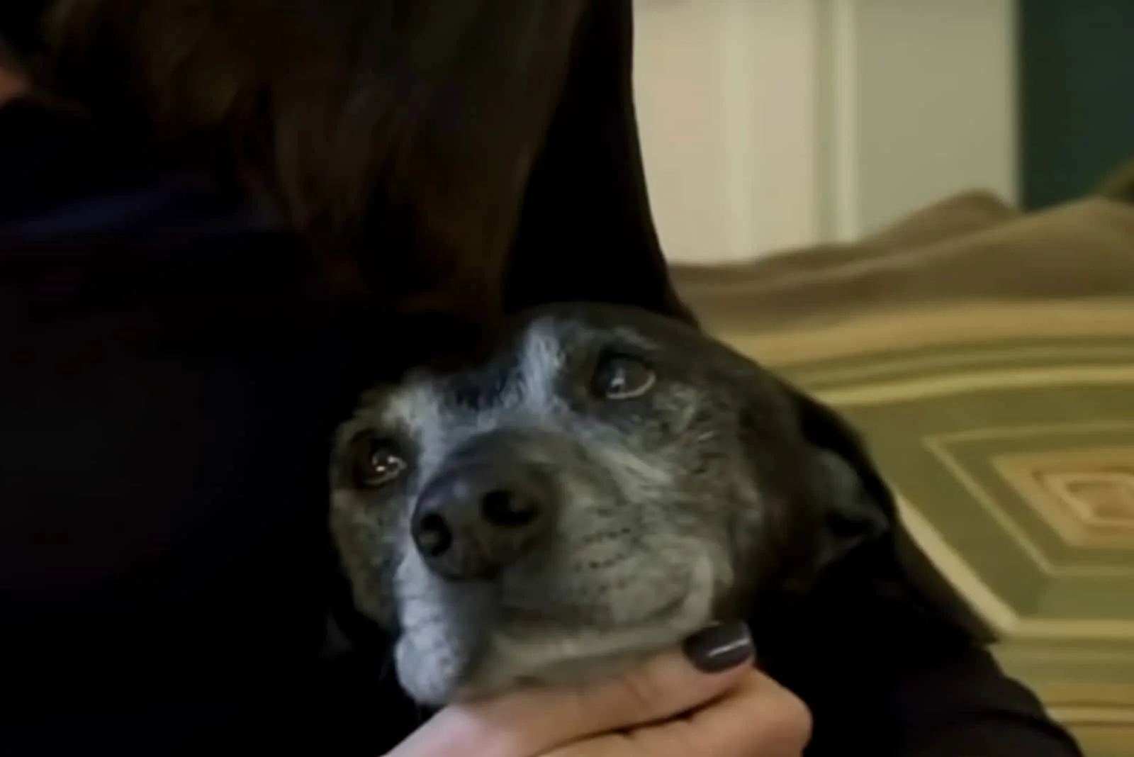 photo of holden and his owner