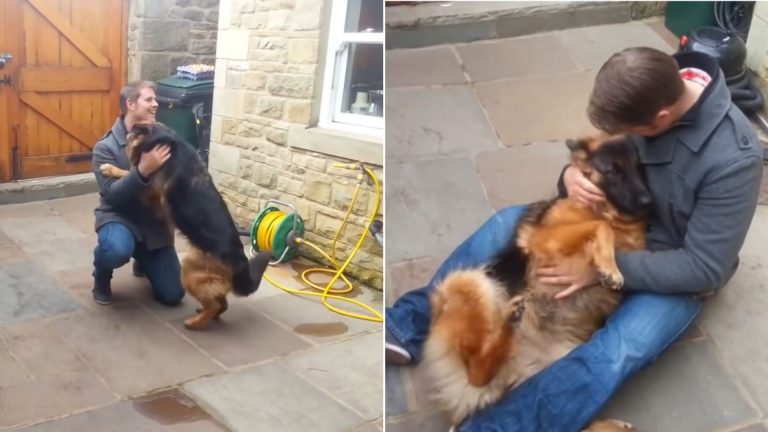 german shepherd cries out of happiness after reuniting with owner