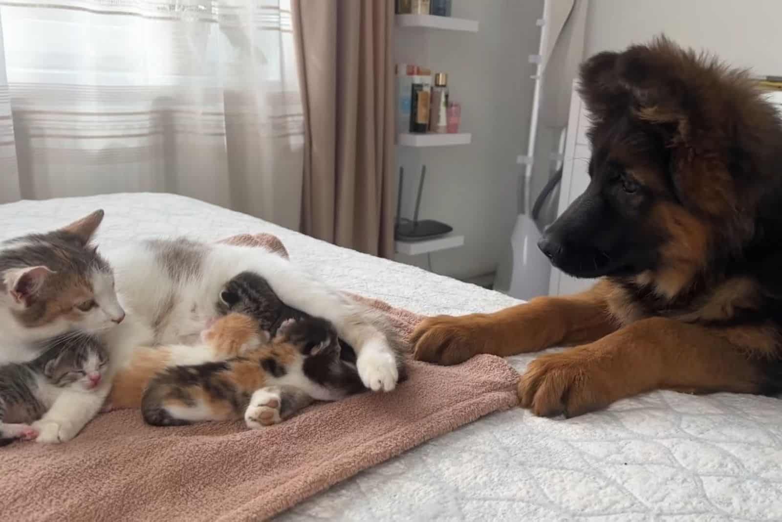 german shepherd with kittens