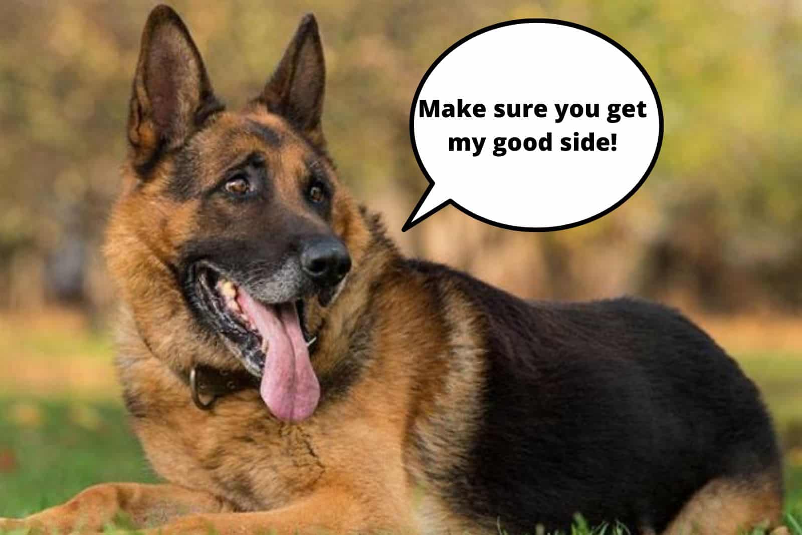 German shepherd posing for a photo