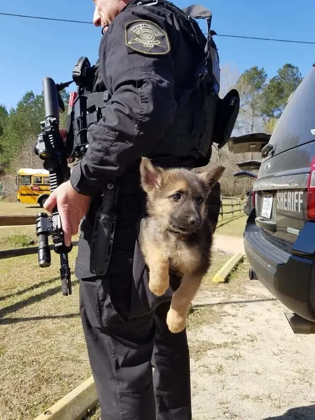 German shepherd puppy in policeman's pocket