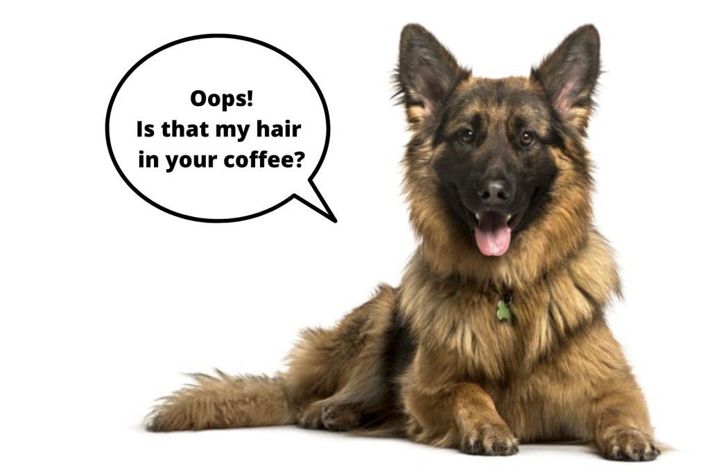 German shepherd with long hair