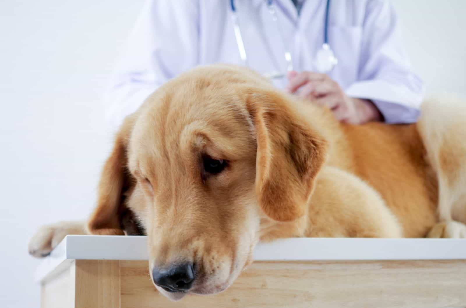 Golden Retriever laying on the bed in pet hospital while vet examining him