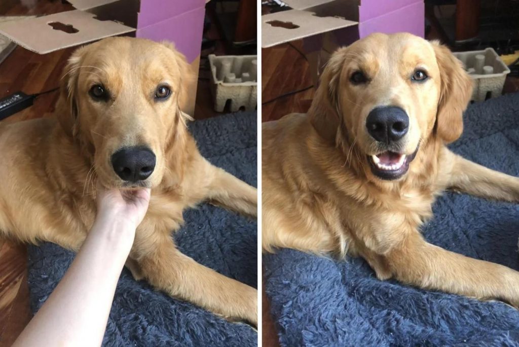 Golden Smiles Are The Best