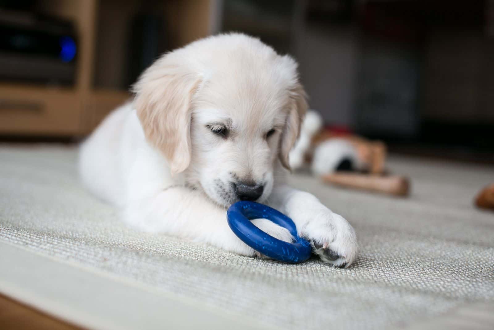 Golden retriever puppy playing at home on a carpet