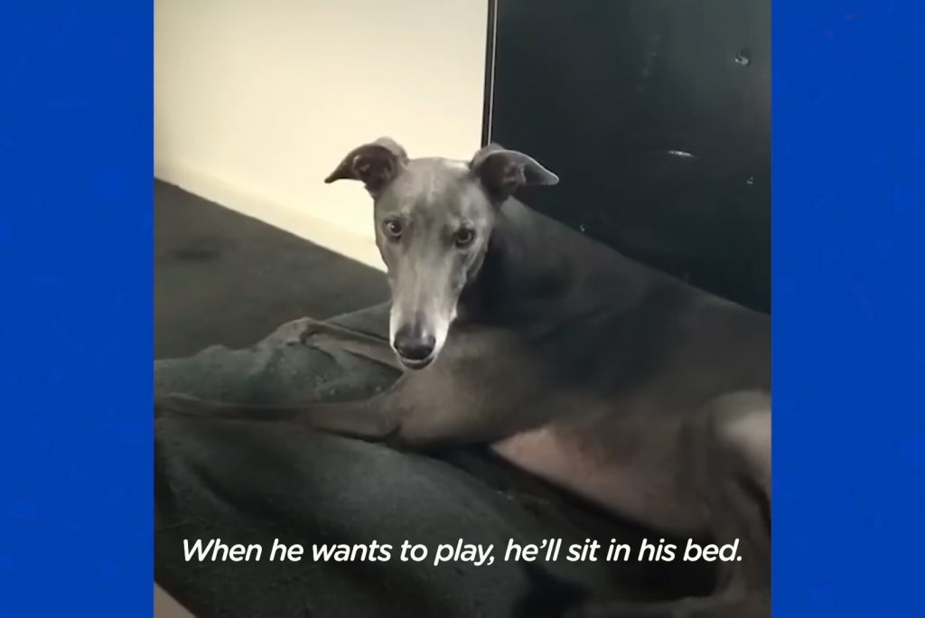 Greyhound sitting in his bed