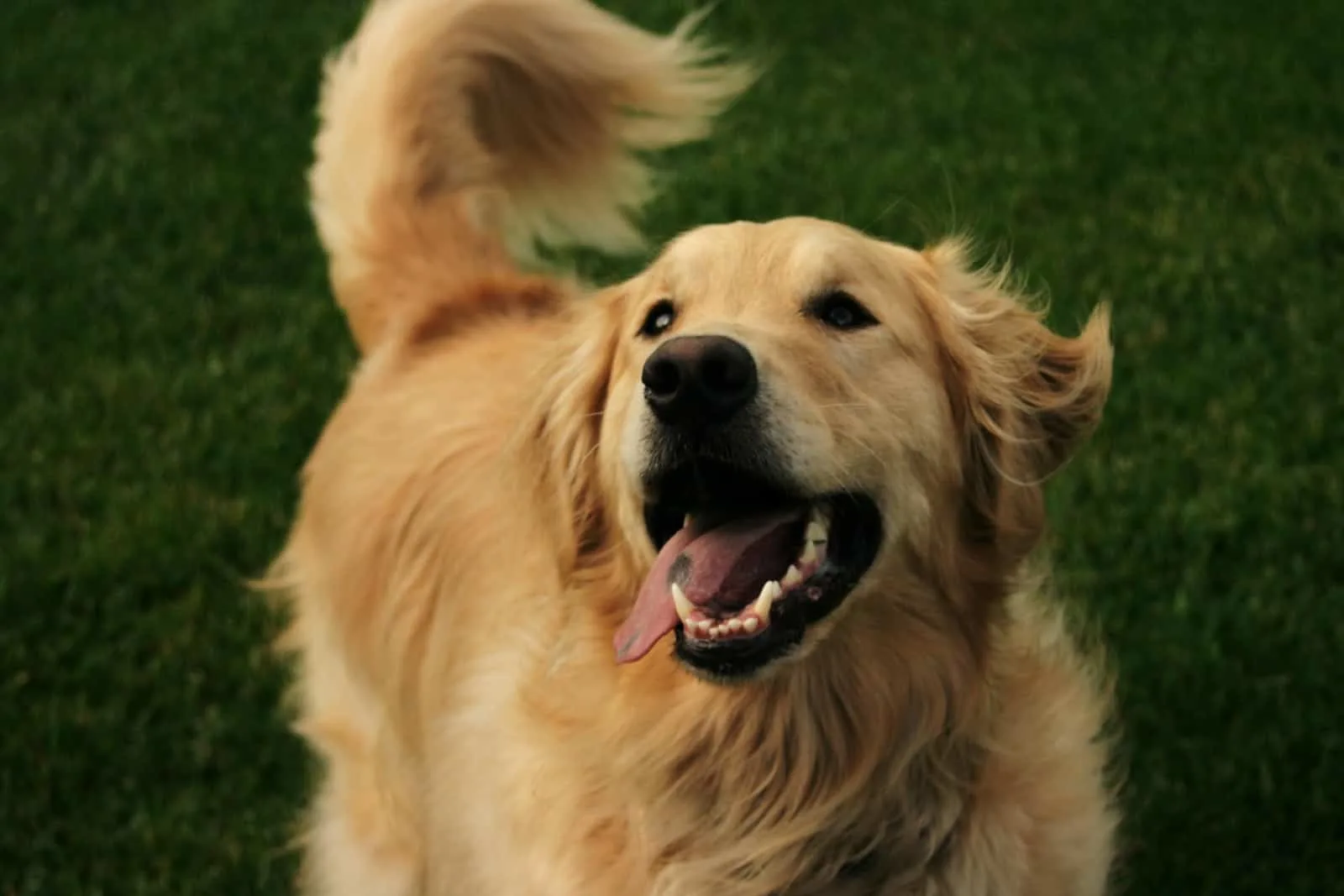 Happy Golden Retriever outside on the lawn