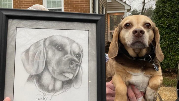 Beagle Left In A Shelter With Her Belongings, Including Her Portrait