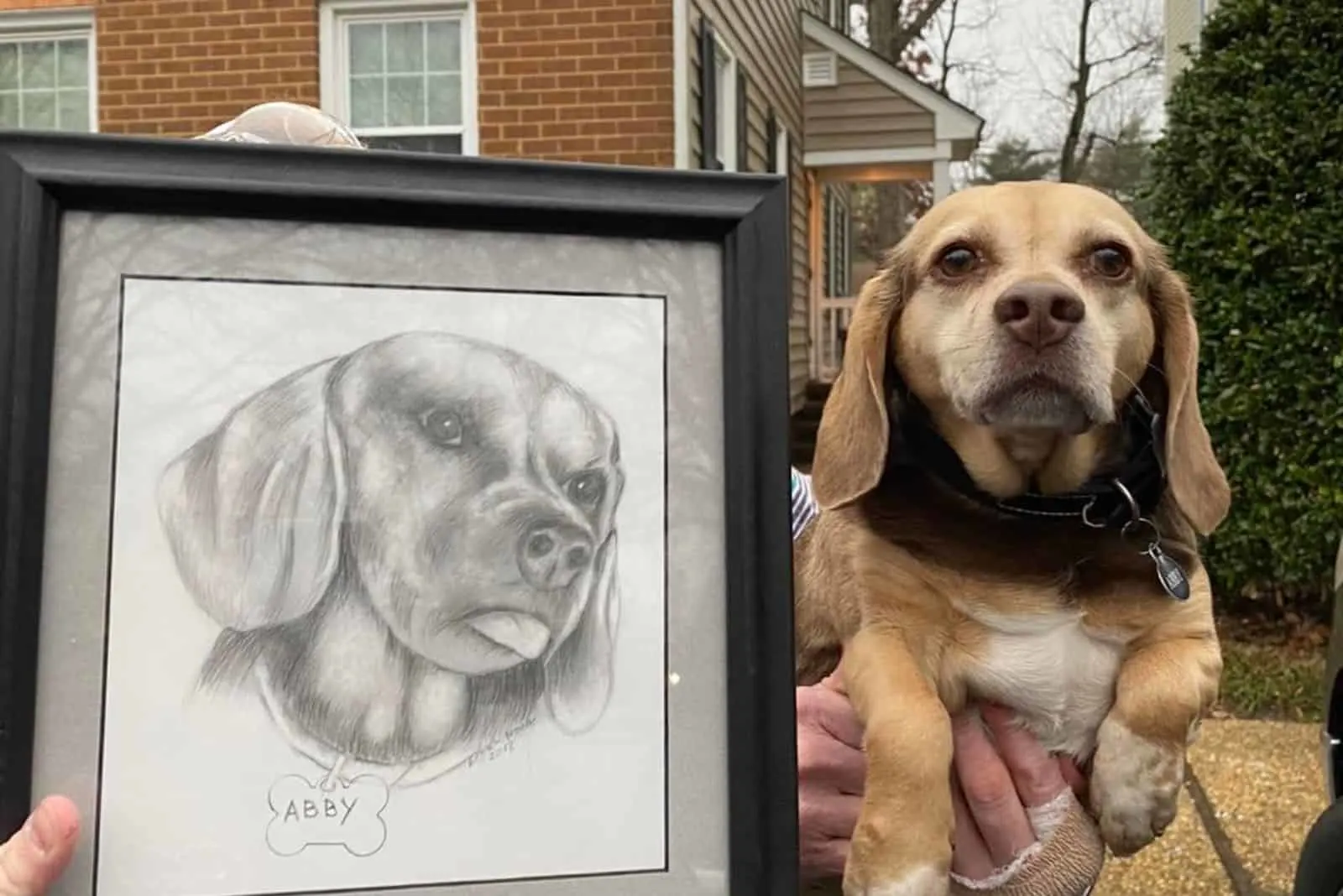 photo of abby, the beagle who got abandoned with her portrait