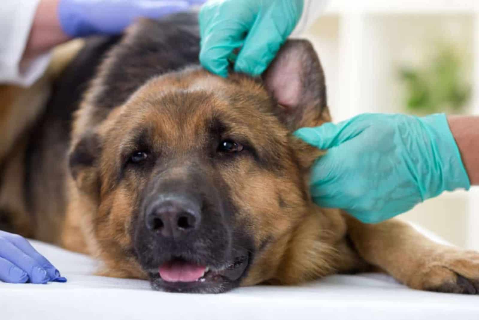 vet looking german shepherd ear