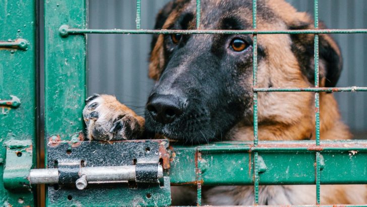 Here’s Why These 9 Myths About Rescue Dogs Are Wrong On Every Level