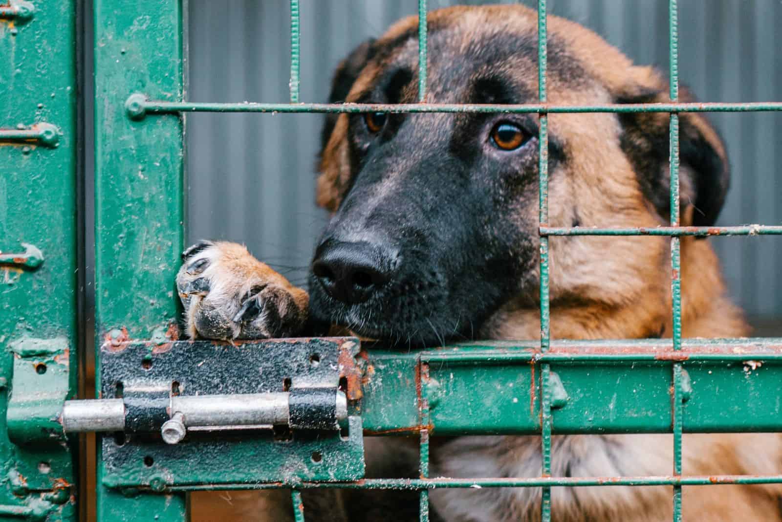 rescue dog in a cage