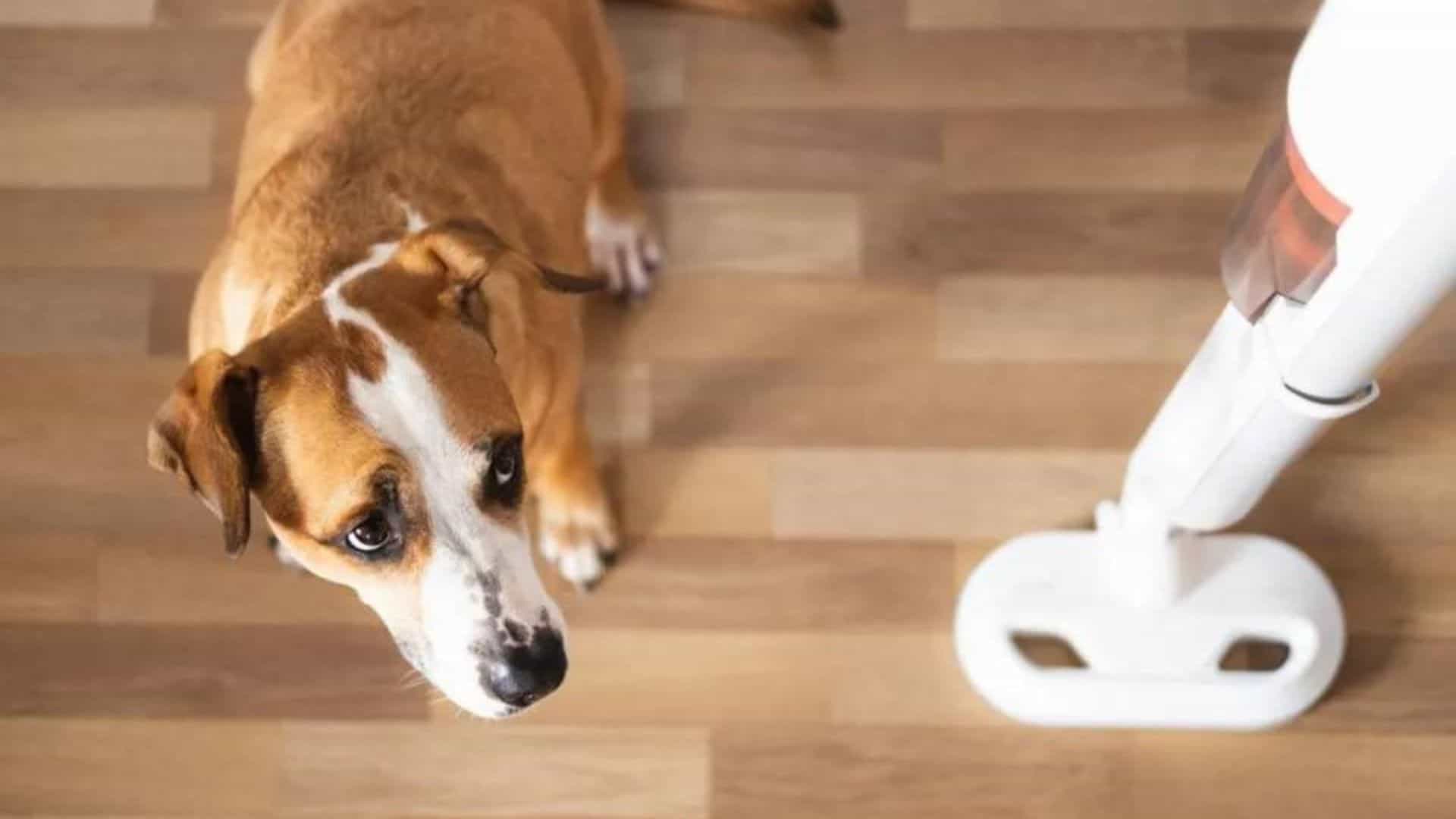 scared dog looking at the vacuum