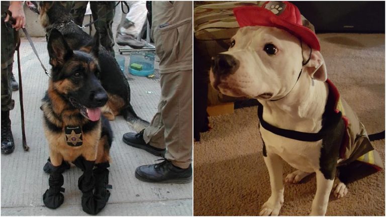 heroic dogs