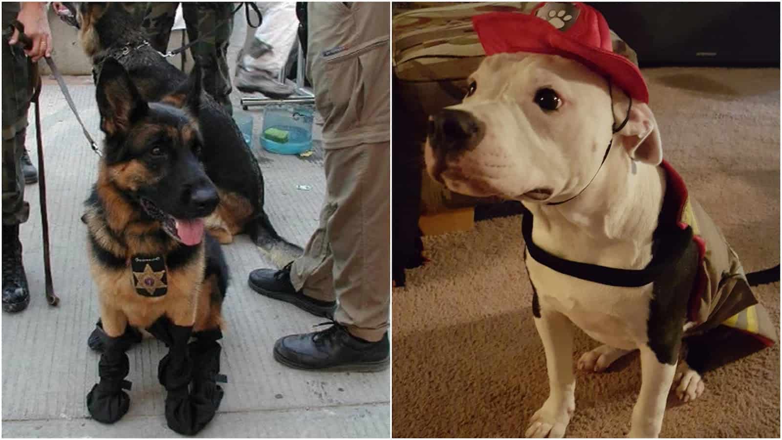 Heroic Dogs That Made The World A Better Place To Live