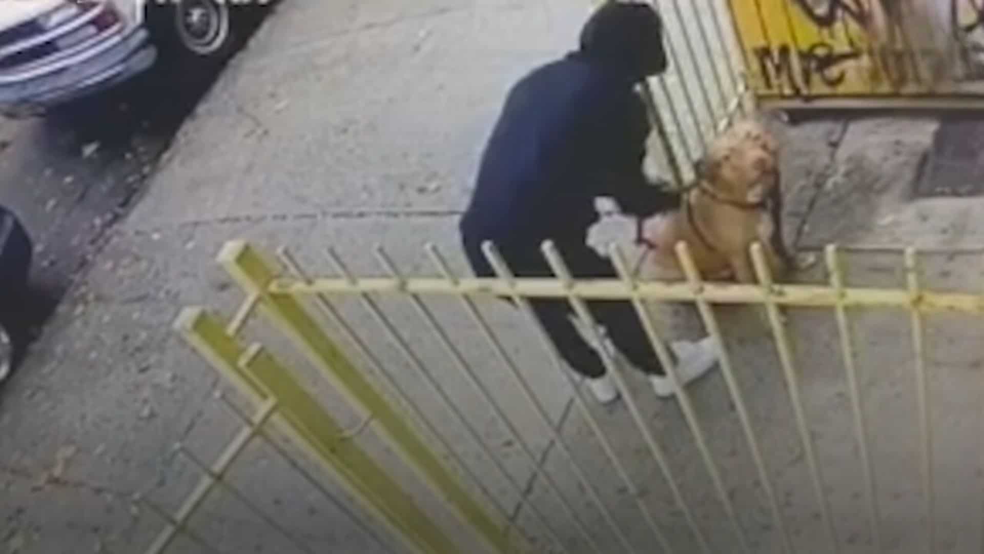 woman with dog on camera record