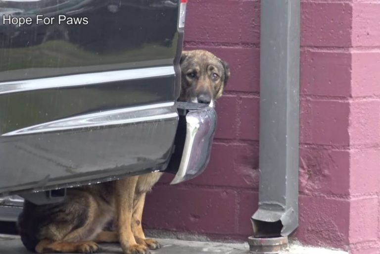 homeless german shepherd dog