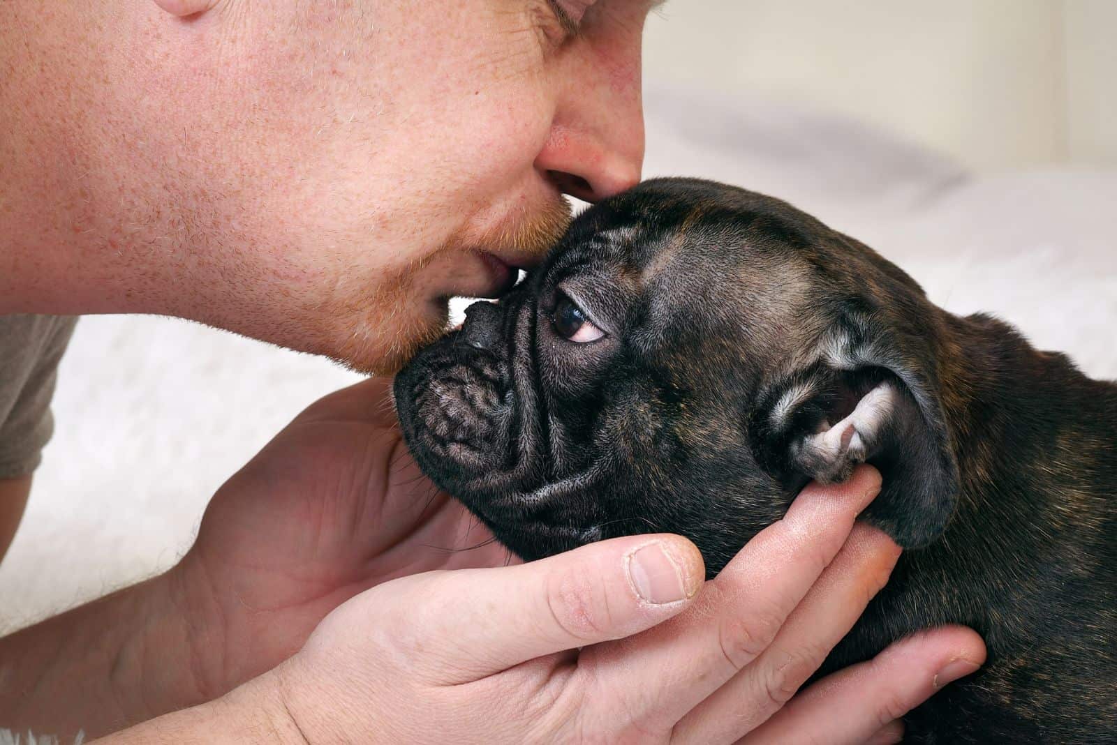 a man kisses a french bulldog