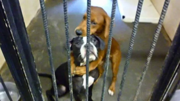 Shelter Buddies Saved From Euthanasia Thanks To A Hugging Photo 