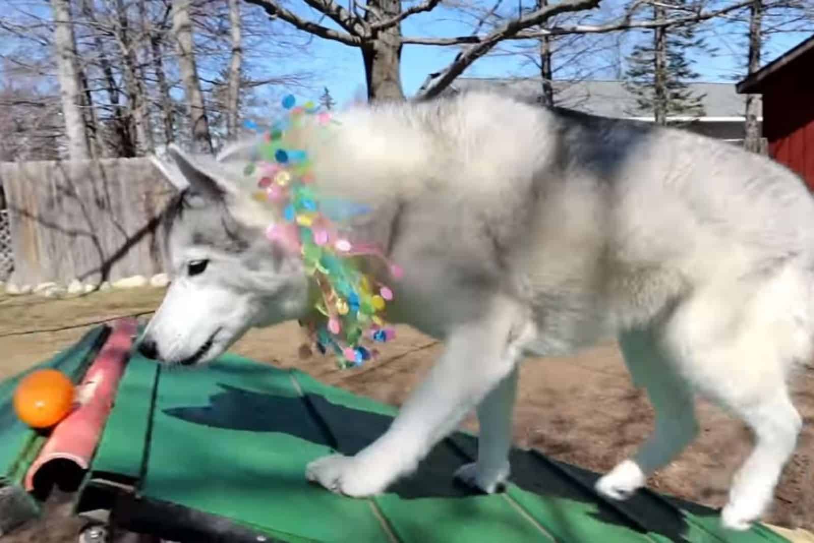Husky found an egg on the roof