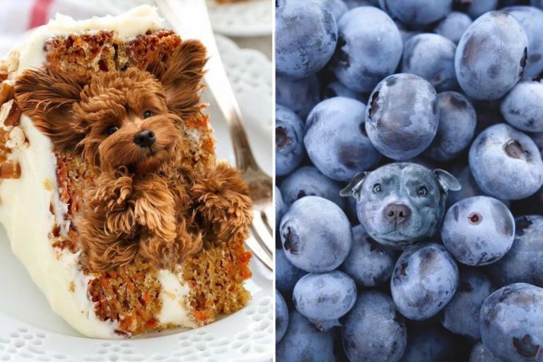 instagram dog food