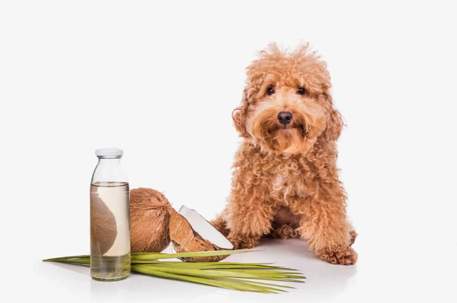 dog sitting beside coconut oil
