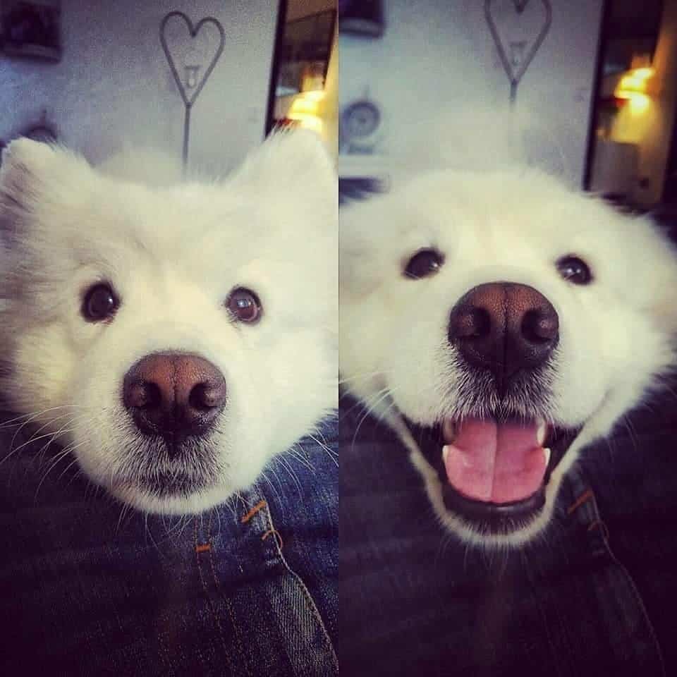 It’z Me OMG, It Is Me! I’m The Good Boi!