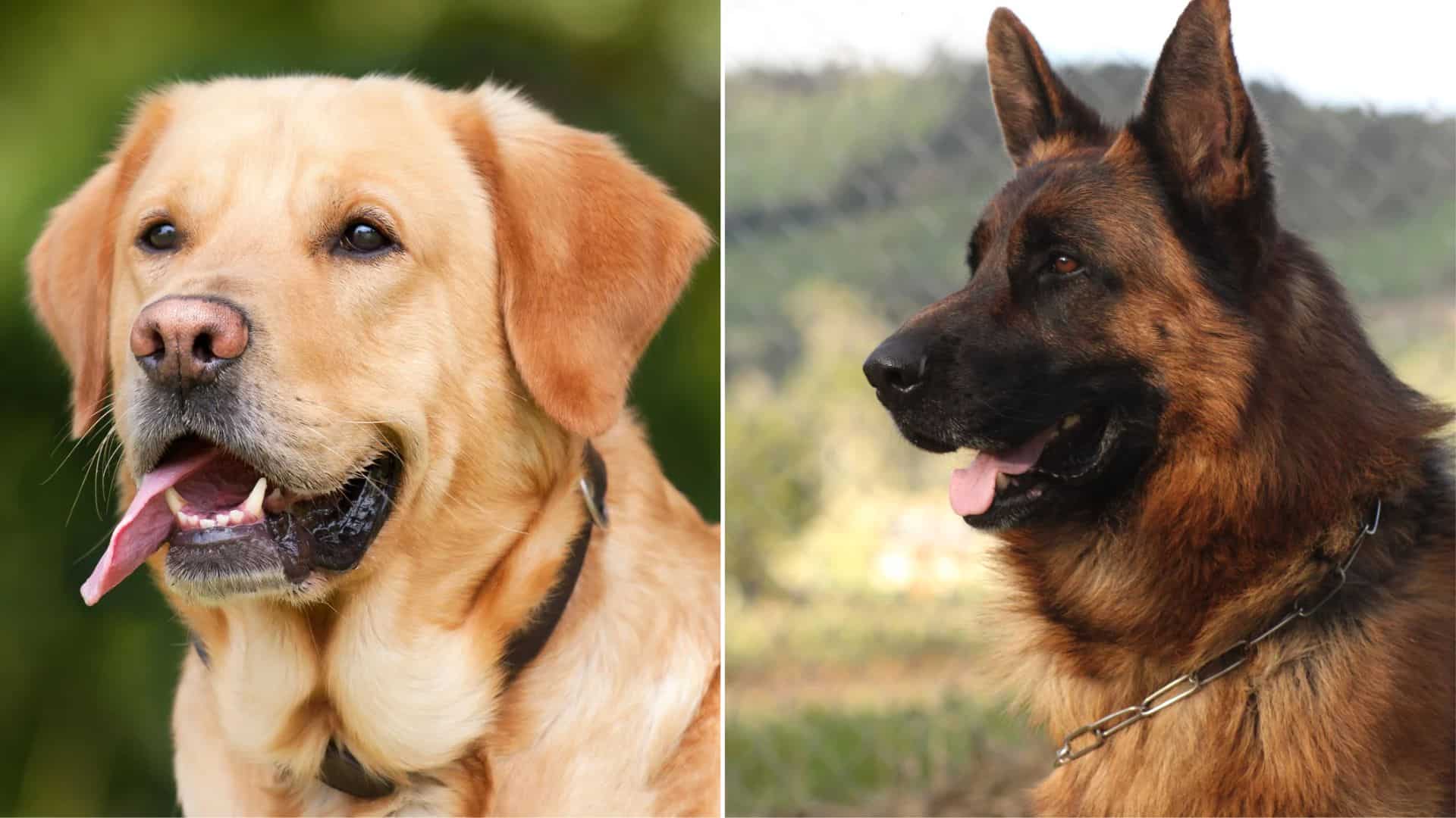 Labrador German Shepherd Mix Is The Prettiest Sheprador Ever