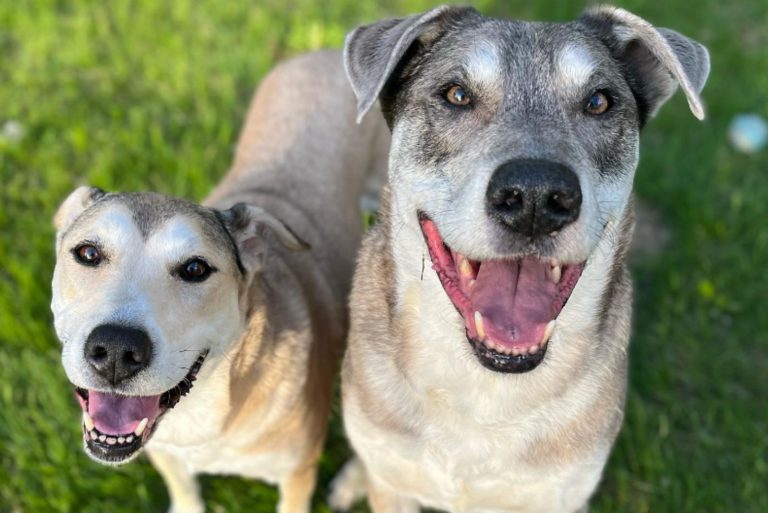 lost dogs meet