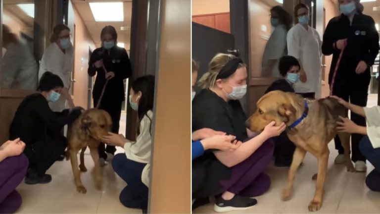 dog with medical workers