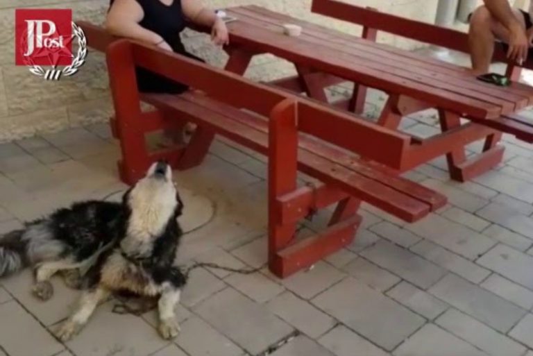 husky howling like he is singing