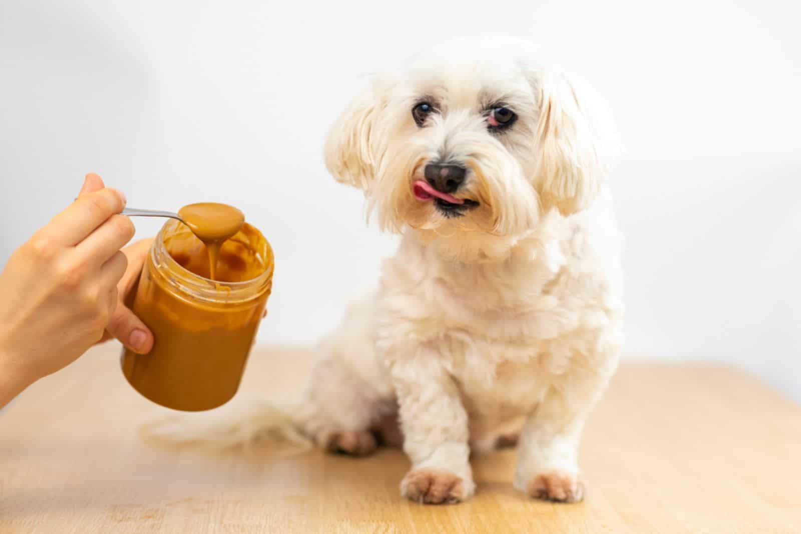 Maltese bichon eating peanut butter.