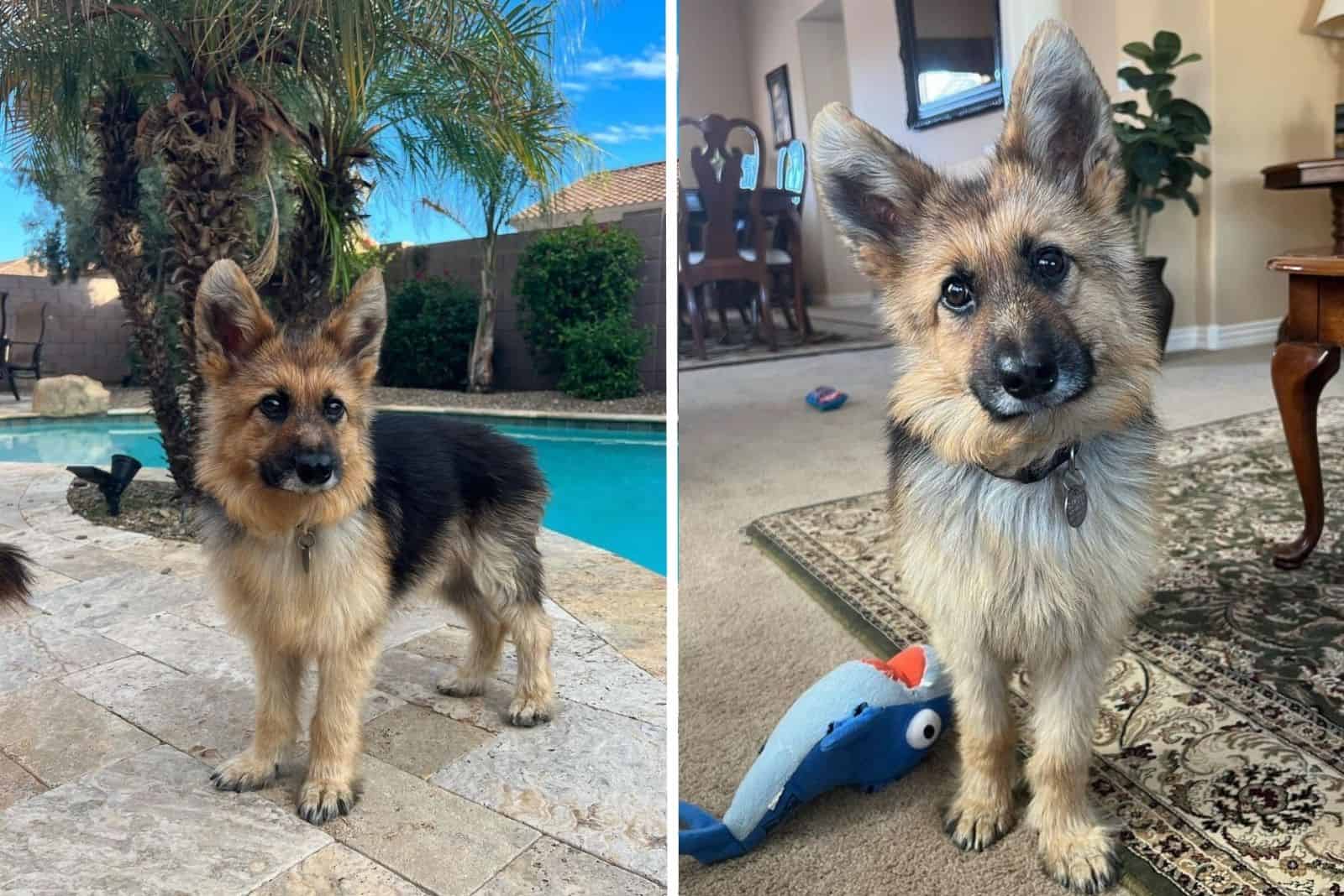 canine peter pan german shepherd puppy
