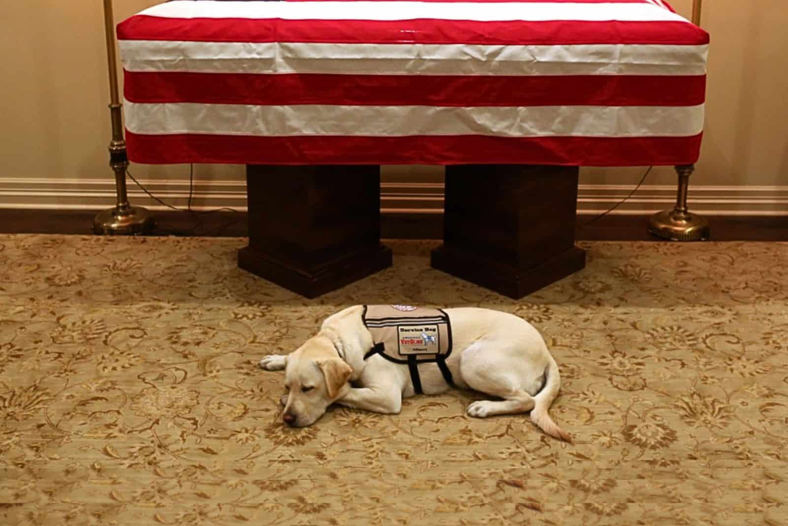 former service dog