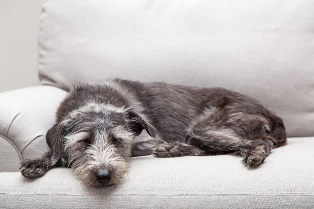 Mixed breed medium sized grey color dog laying on a neutral color couch with room for text