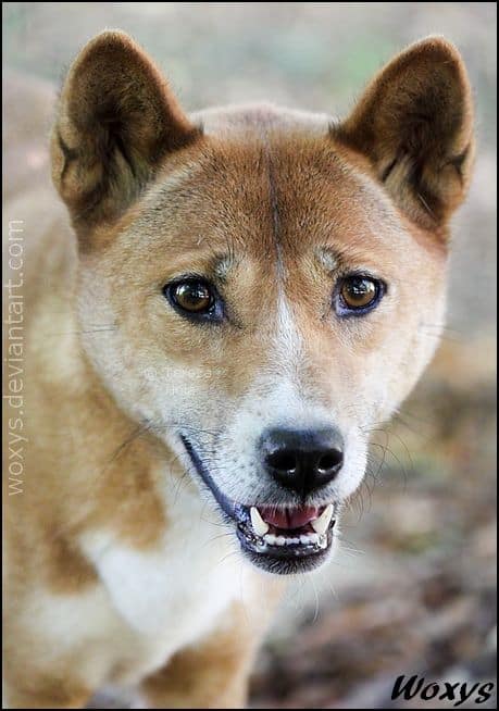 New Guinea Singing Dog