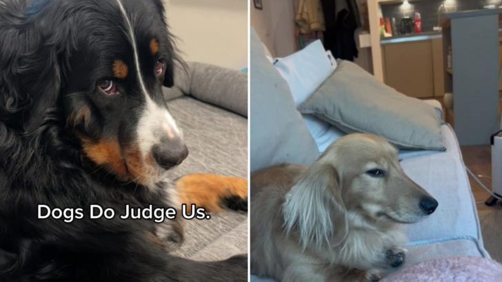 New Research Shows Dogs Do Judge Their Owners