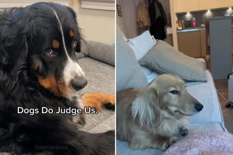dogs judge their owners