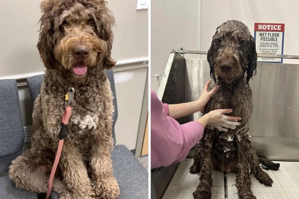 newfypoo before and during a bath 