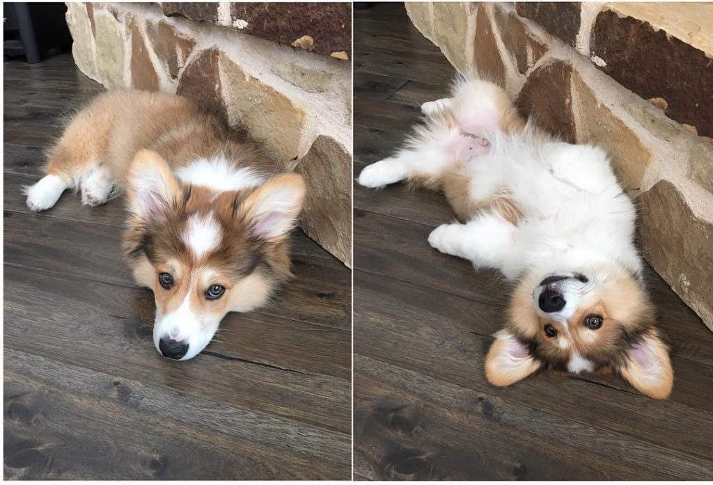 Now, Rub My Belly