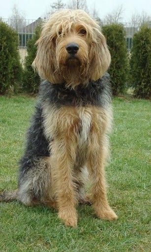 Otterhound