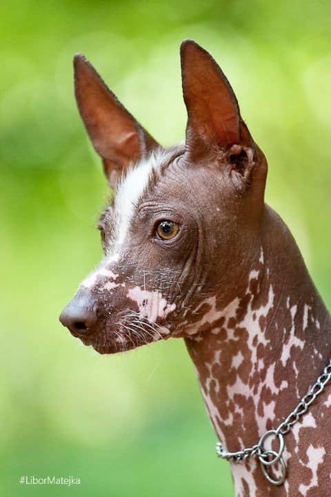 Peruvian Inca Orchid