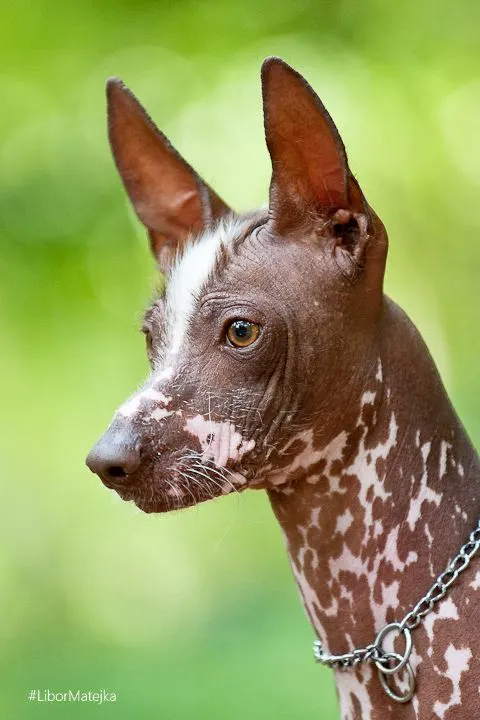 Peruvian Inca Orchid