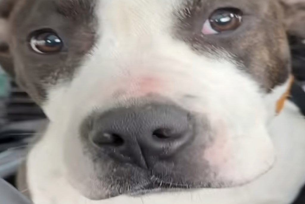 Peterbilt&rsquo;s striking gaze is bound to attract adopters quickly