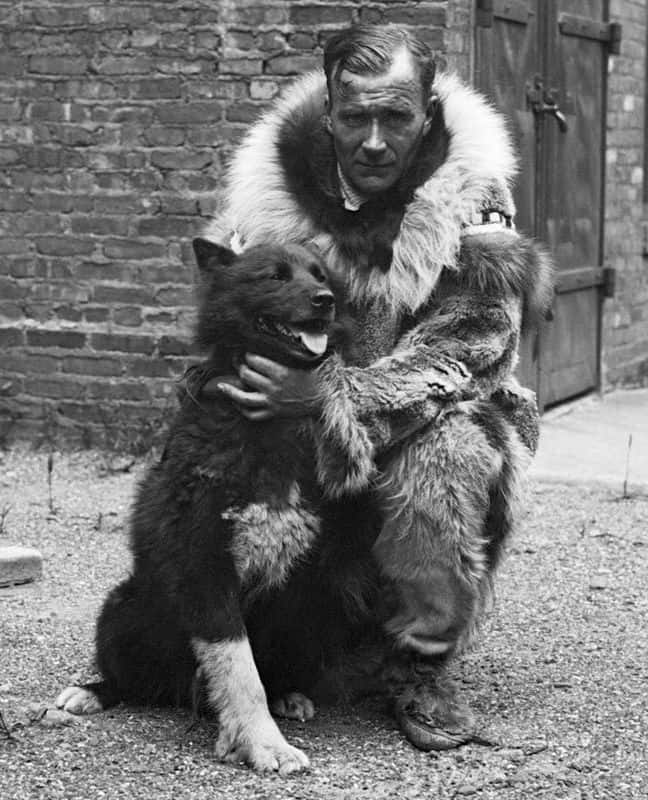 Photo of Balto, a famous dog in history