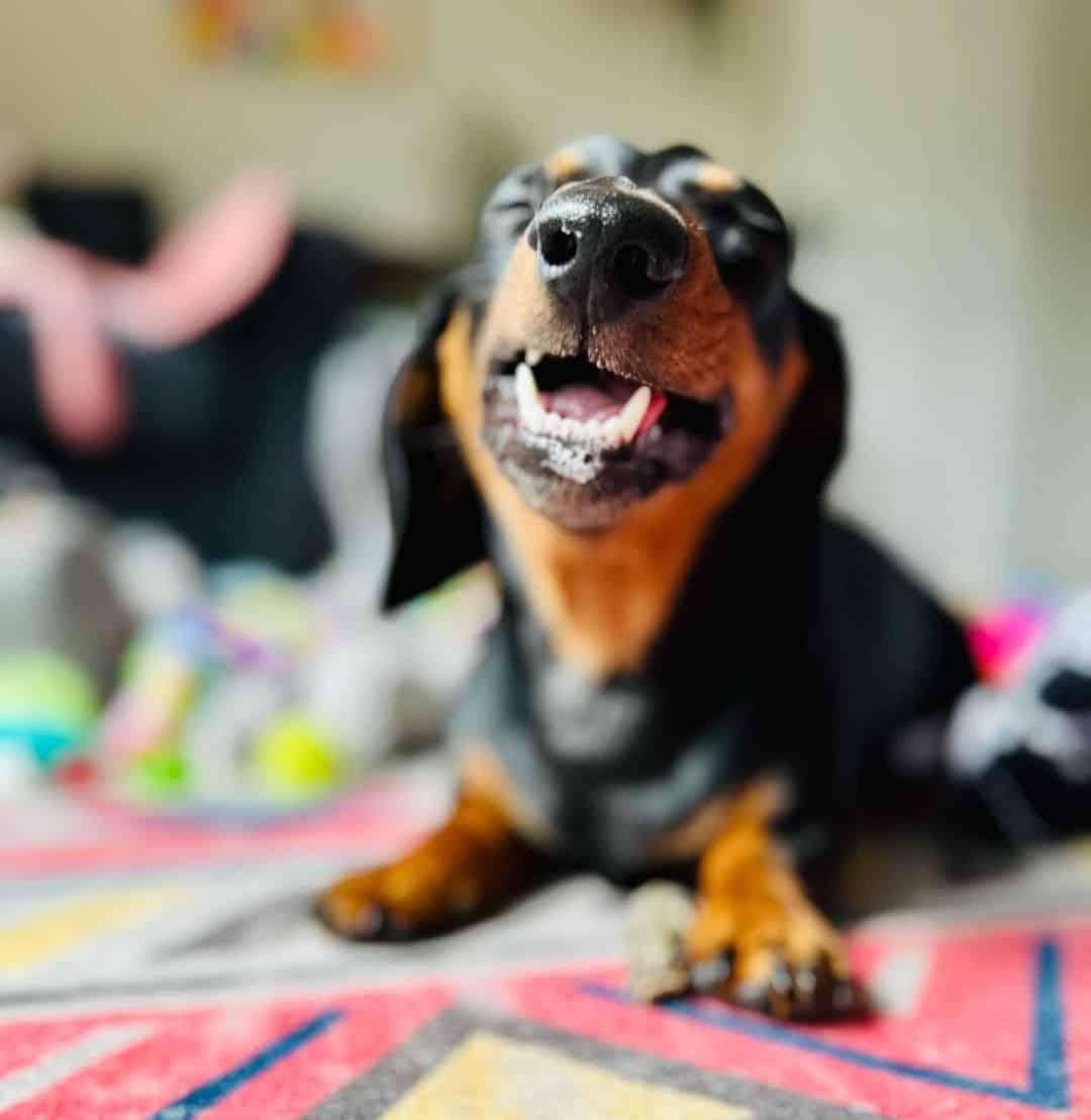 Photo of a happy dachshund