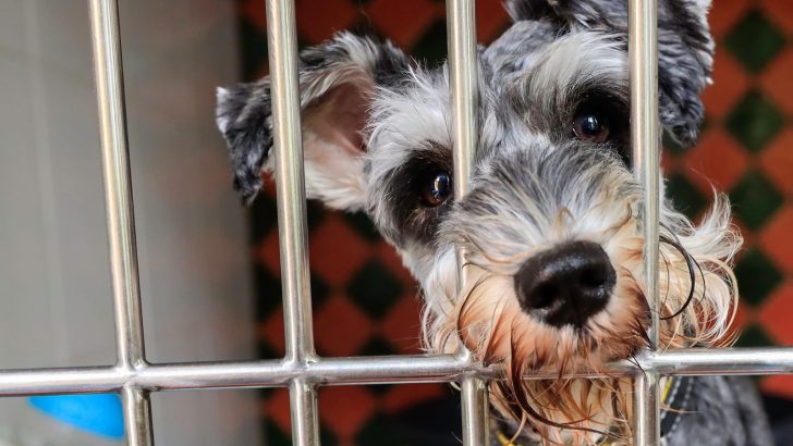Pros And Cons Of Dog Boarding Kennels