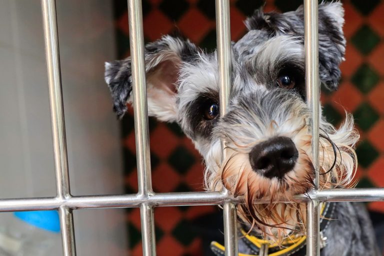 Dog Boarding Kennels
