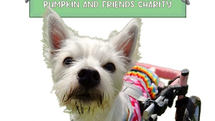 Pumpkin, The Dog In A Wheelchair, Has A Non-Profit That Helps Other Dogs